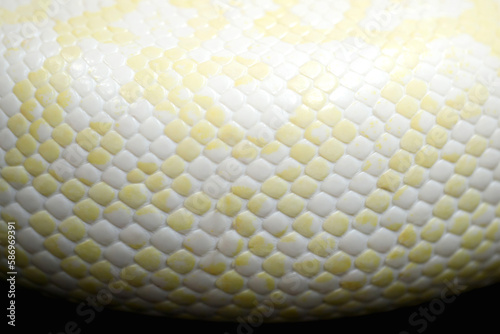 beautiful white snake pattern background