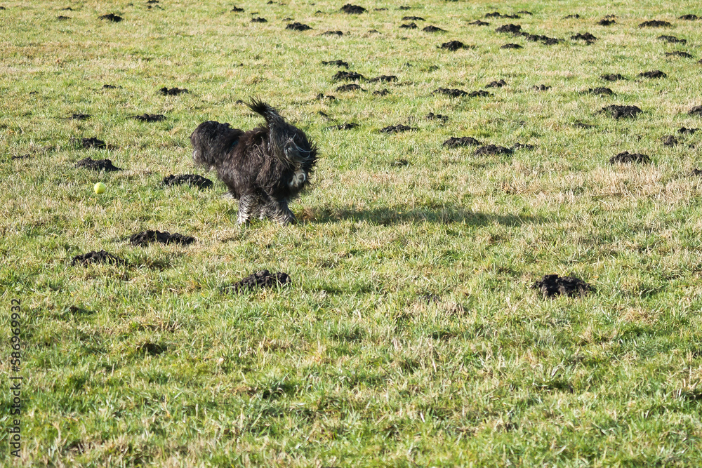 Black Goldendoddle running in a meadow while playing. Fluffy long black coat. Black Goldendoddle running in a meadow while playing. Fluffy long black coat.
