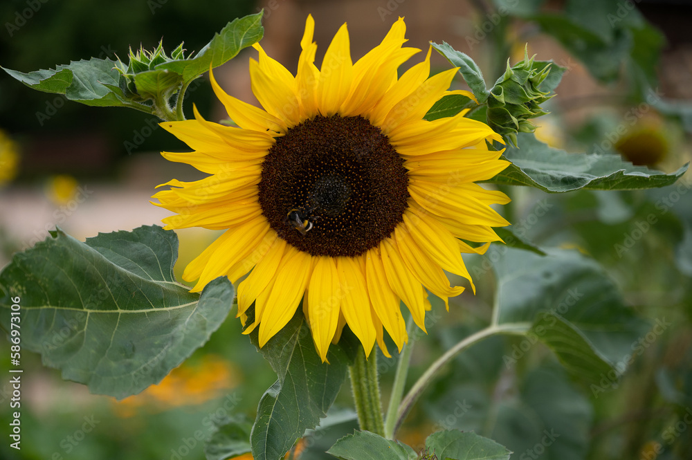 Obraz premium strahlende einzelne Sonnenblume