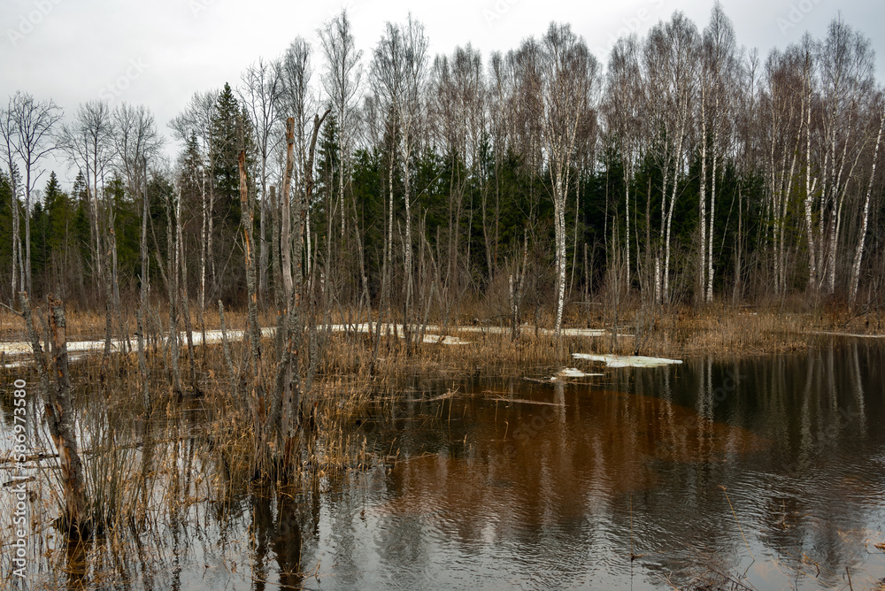 Obraz premium Spring landscape. Forest flooded with melt water. Overcast.