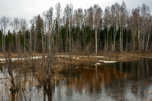Spring landscape. Forest flooded with melt water. Overcast.