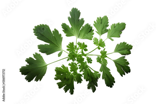  isolated Cilantro green, garden-themed, photorealistic illustrations on a transparent background cutout, in PNG. Generative AI