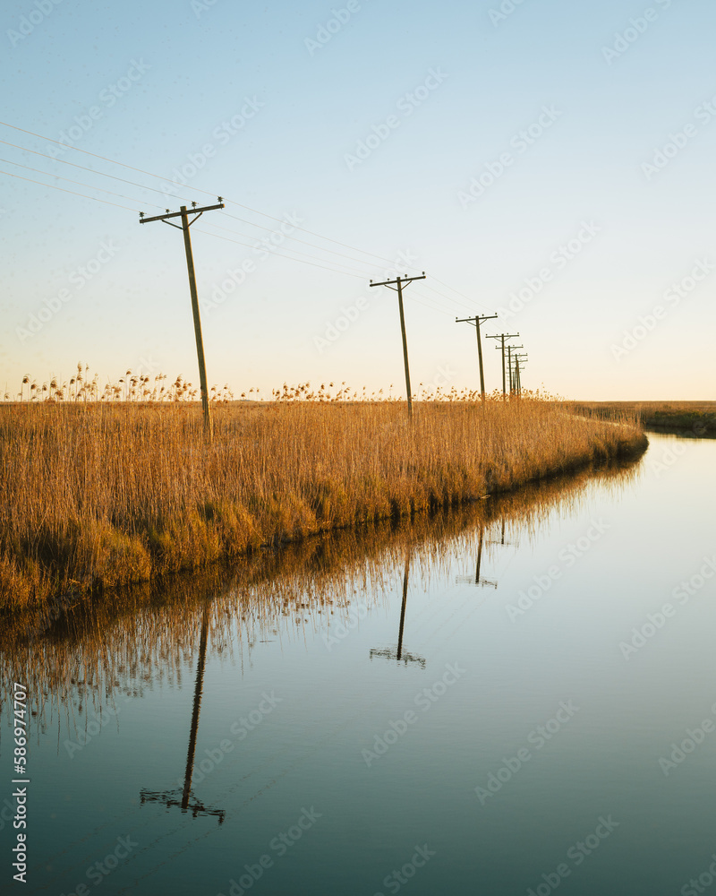 Utility poles in a wetland, Holly Beach, Louisiana