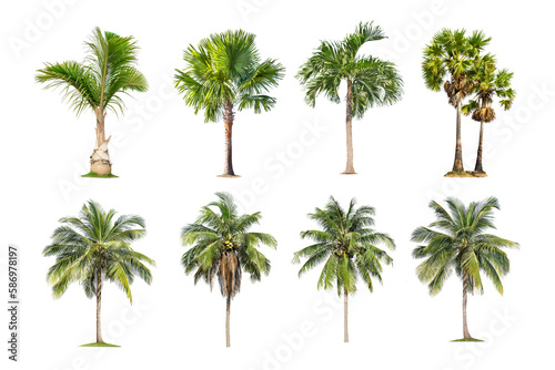Green palm tree isolated on transparent background with clipping path, single palm tree with clipping path and alpha channel. are Forest and foliage in summer for both printing and web pages. 
