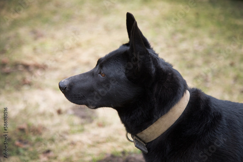 Black dog walks in nature.