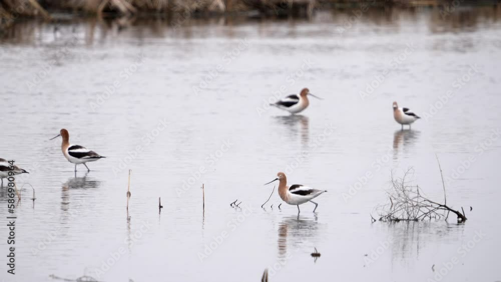 American Avocet water birds taking flight from shallow river in Utah. American Avocet water birds taking flight from shallow river in Utah.