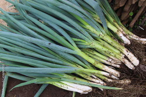 pile of freshly harvested green onions	