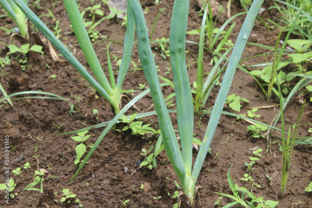 row of leek plants in the garden row of leek plants in the garden