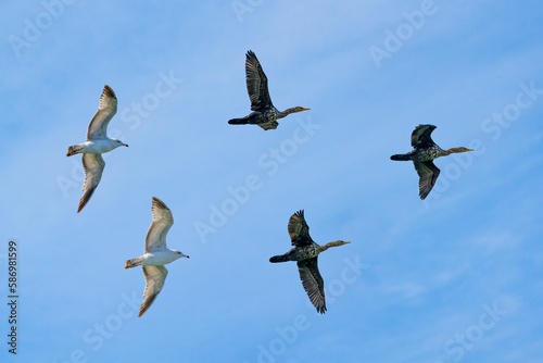 Cormorants and Seagulls birds in flight