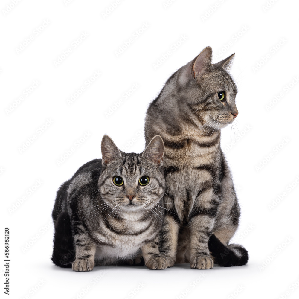 Adorable male and female young European Shorthair cats, sitting up and laying down facing front together. One looking straight to camera, other looking side ways showing profile. Isolated on a white b
