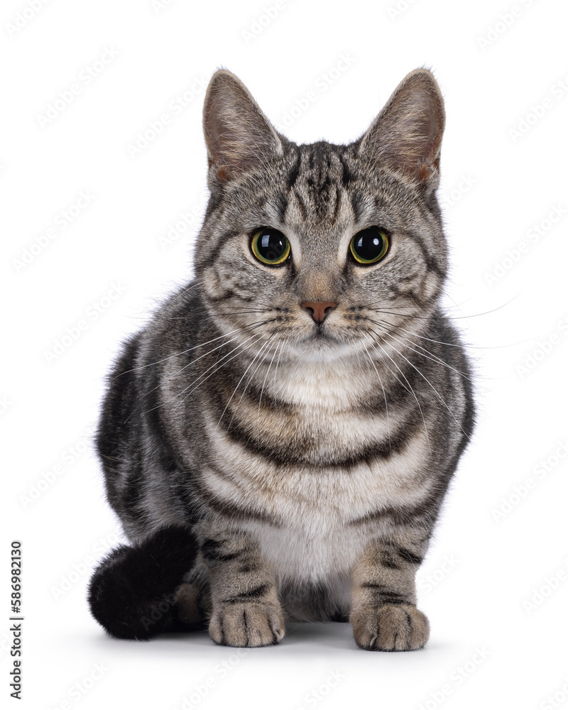 Adorable male young European Shorthair cat, laying down facing front. Looking straight to camera. Isolated on a white background.