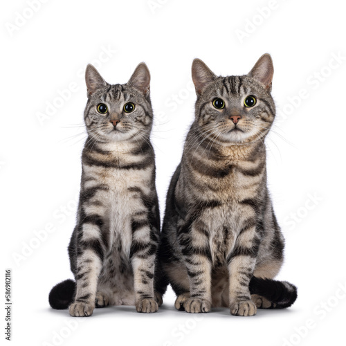 Adorable male and female young European Shorthair cats, sitting up facing front together. Looking straight to camera. Isolated on a white background.