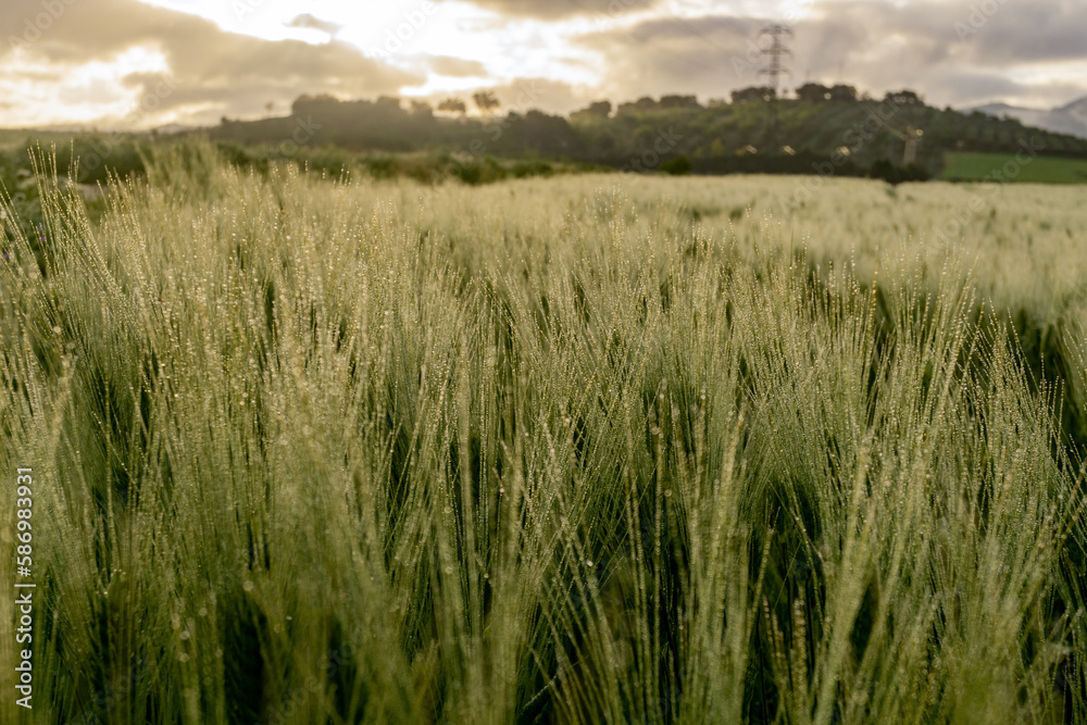 ears of wheat with dewdrops at sunrise in the field with cloudy sky out of focus