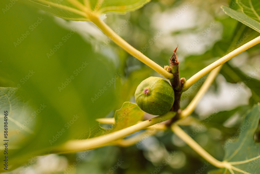 Ficus carica. Green raw fruits and leaves of a fig tree grow on a ...