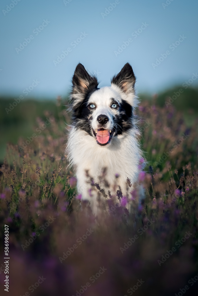 A dog with a pink tongue is standing in a field.