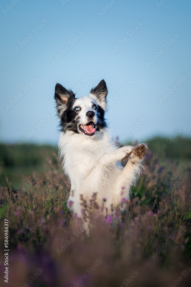 A border collie dog stands on its hind legs in front of a field of flowers.