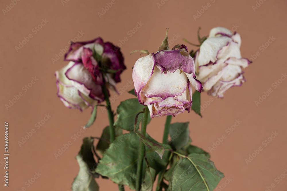 Dried roses with a flower lowered down on a brown background.