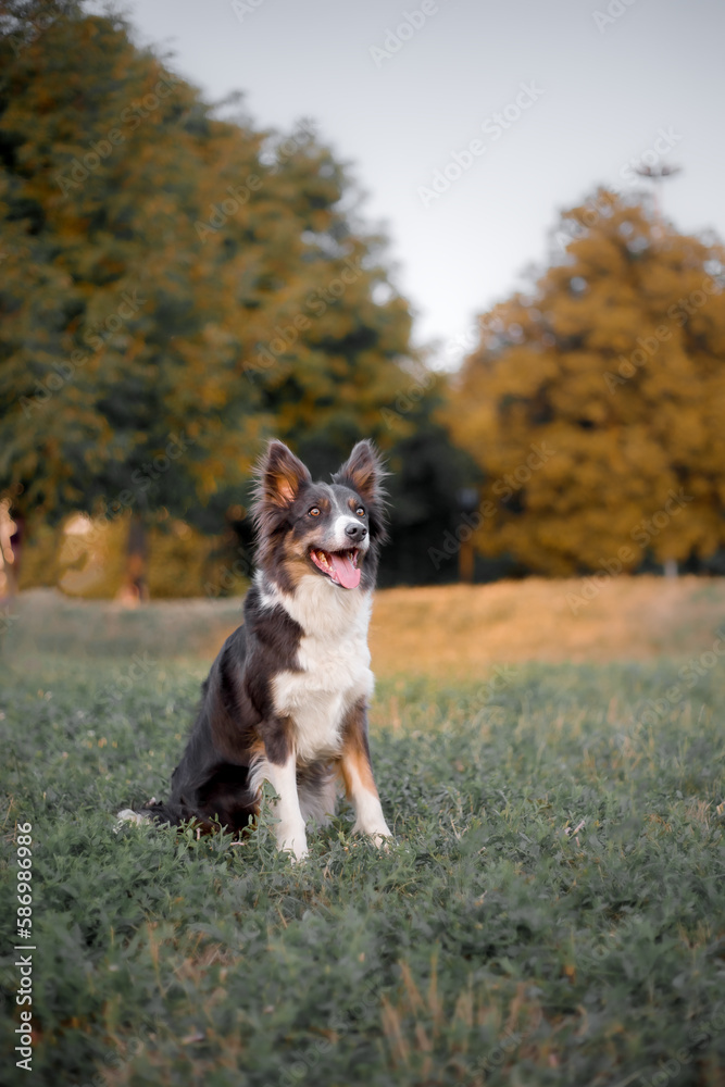 A dog in a field with a tree in the background. Border Collie dog breed