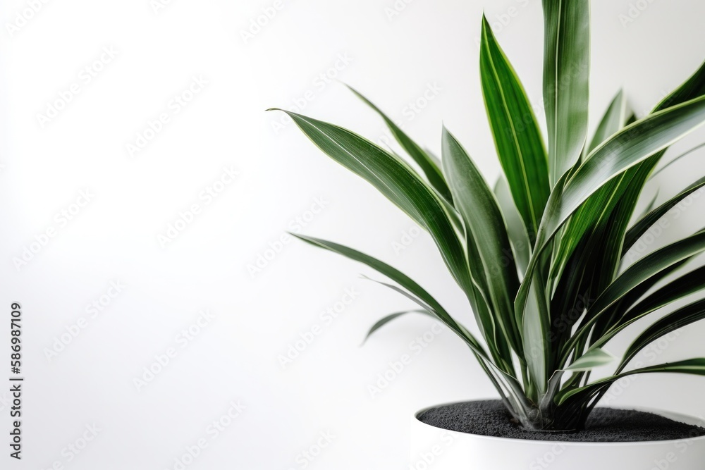 Fototapeta premium Lush Green Plant on White Background
