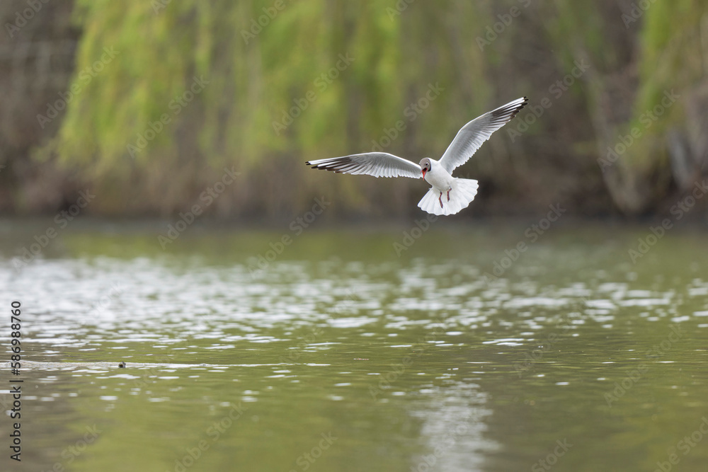 Laughing Gull Chroicocephalus ridibundus in acrobatic flight on a pond
Laughing Gull Chroicocephalus ridibundus in acrobatic flight on a pond