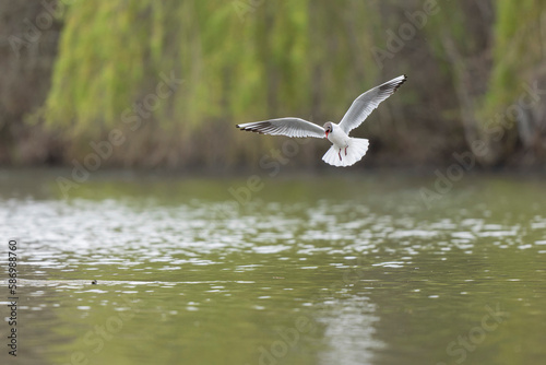 
Laughing Gull Chroicocephalus ridibundus in acrobatic flight on a pond
