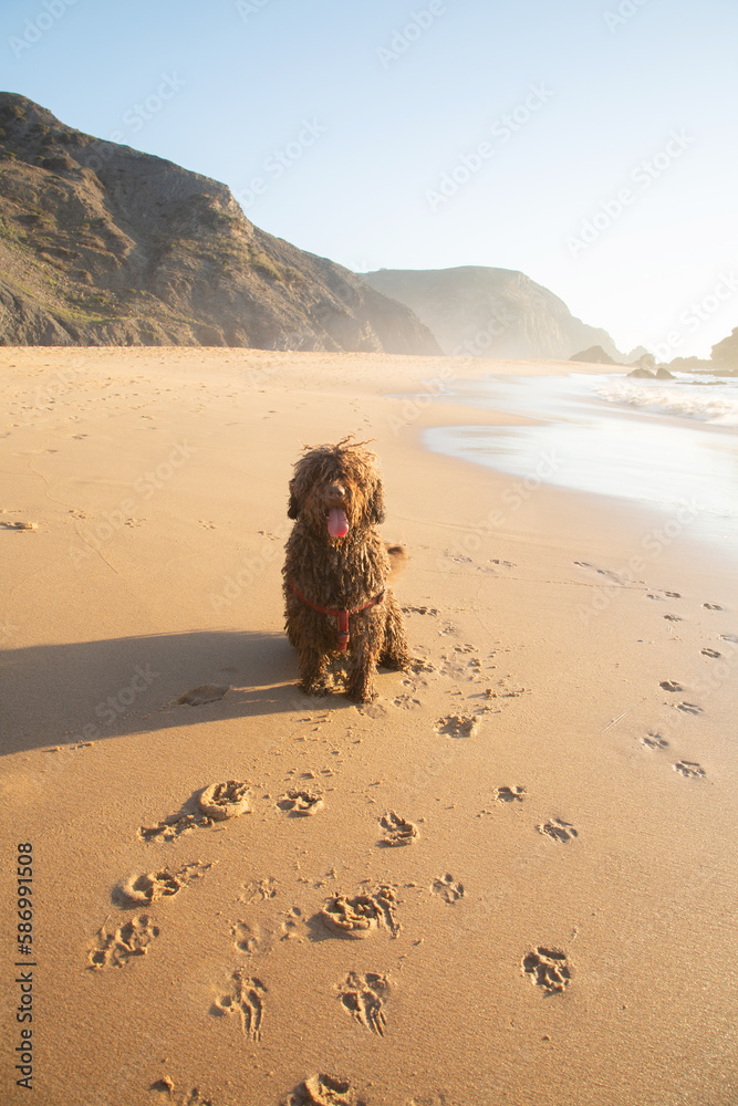 Spanish Water Dog on Castelejo Beach; Algarve; Portugal