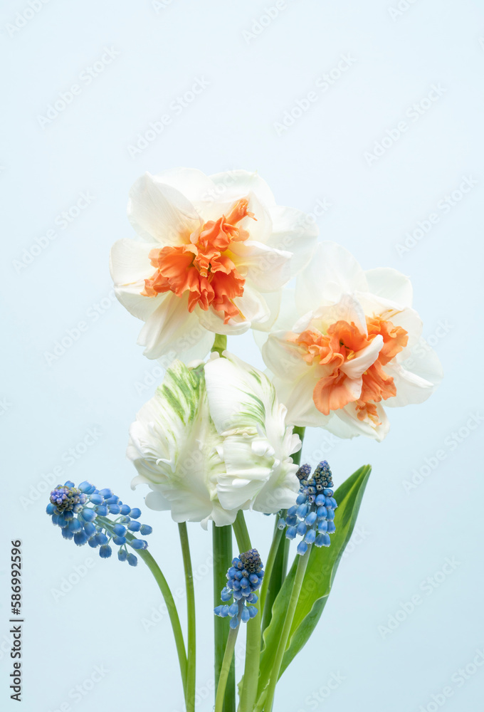 Spring flower boquet with fresh daffodils, tulip and muscari grape hyacinth
