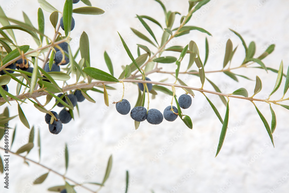Black Olive and Leaf on White Wall Black Olive and Leaf on White Wall