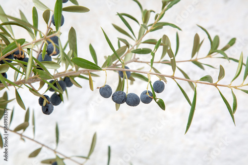 Black Olive and Leaf on White Wall