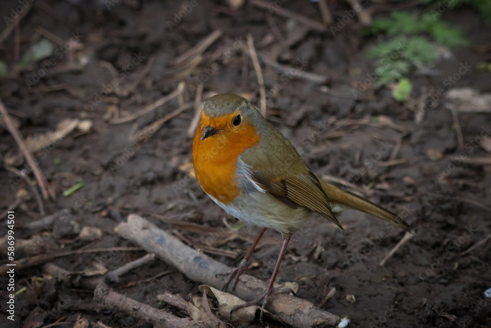 A stunning animal portrait of a Robin Redbreast A stunning animal portrait of a Robin Redbreast