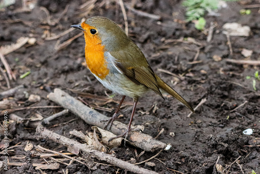 A stunning animal portrait of a Robin Redbreast A stunning animal portrait of a Robin Redbreast