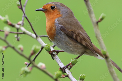 A Robin Red Breast in the forest