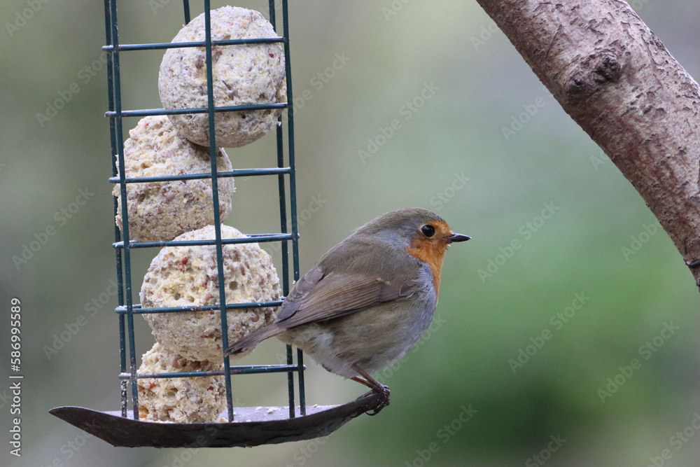 Naklejka premium A Robin Red Breast in the forest