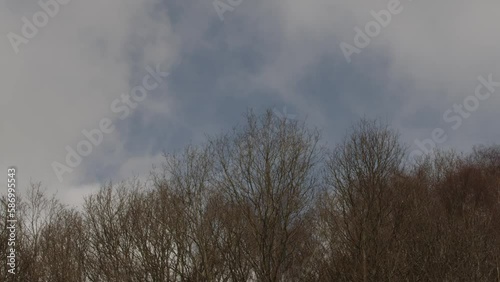 Bare trees swaying in breeze with fast moving clouds behind