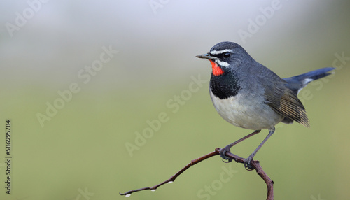 happy beautiful bird perching on small wooden branch