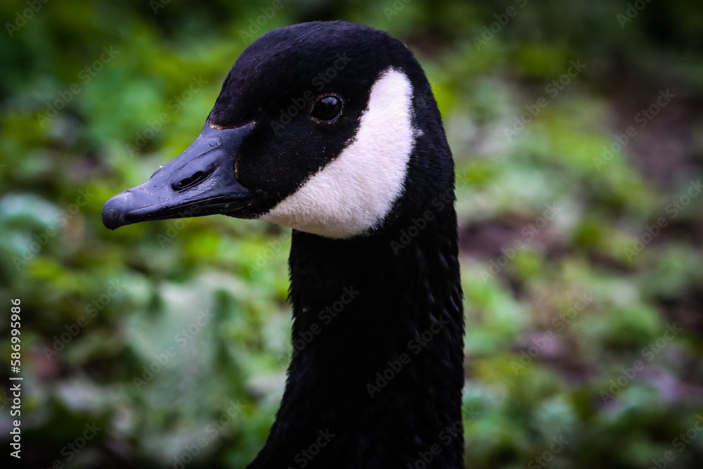 A beautiful portrait shot of a Goose at a Nature Reserve A beautiful portrait shot of a Goose at a Nature Reserve