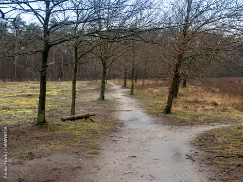 Heather and forest at Strabrecht, Brabant.