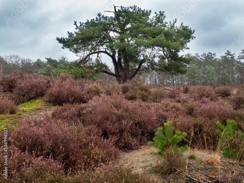 Heather and forest at Strabrecht, Brabant.