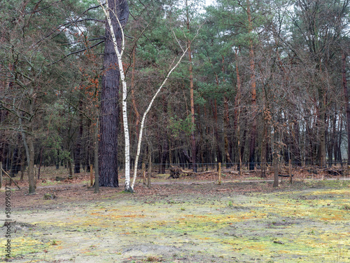 Heather and forest at Strabrecht, Brabant.