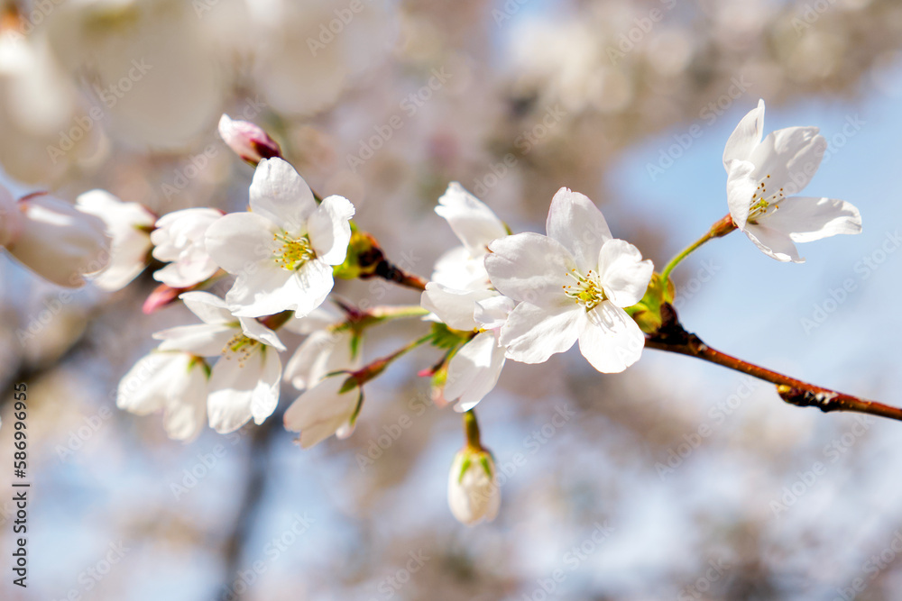a blooming branch of a cherry plum tree