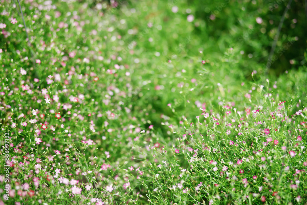 background beautiful natural pink flowers in the flower garden background beautiful natural pink flowers in the flower garden