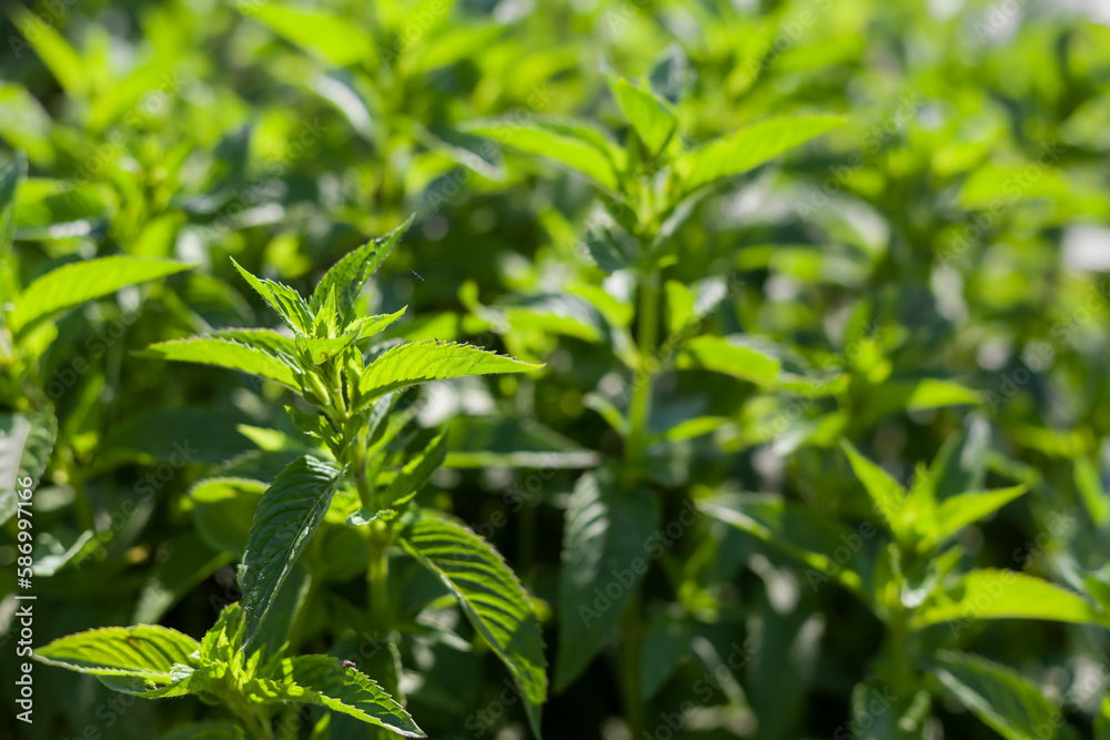 Dense overgrown medicinal garden plants Peppermint menthol. Shooting against the sun. There are insects and cobwebs on the leaves. Selective focus. Dense overgrown medicinal garden plants Peppermint menthol. Shooting against the sun. There are insects and cobwebs on the leaves. Selective focus.