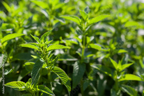 Dense overgrown medicinal garden plants Peppermint menthol. Shooting against the sun. There are insects and cobwebs on the leaves. Selective focus.