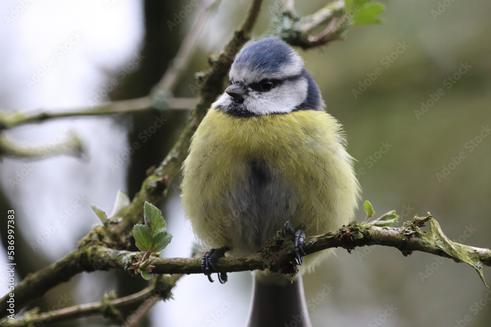 A stunning animal portrait of a baby Bluetit A stunning animal portrait of a baby Bluetit