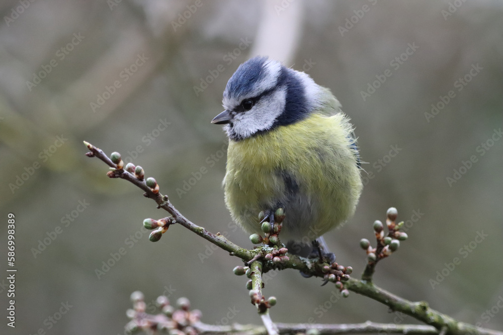 Obraz premium A stunning animal portrait of a baby Bluetit