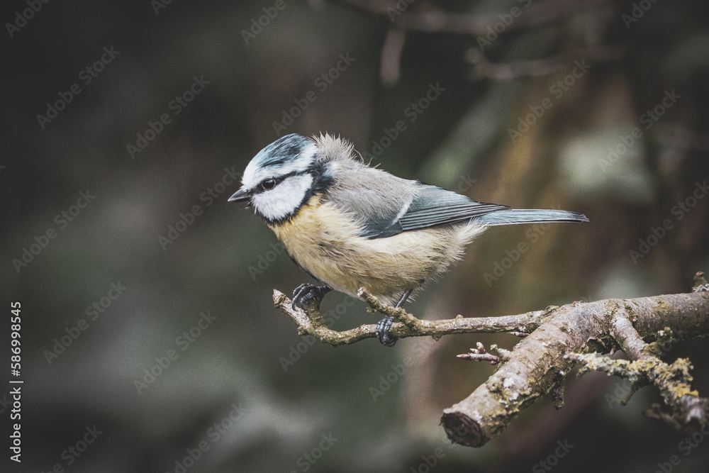 A stunning animal portrait of a baby Bluetit A stunning animal portrait of a baby Bluetit