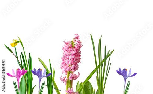  Spring flower of lilac and pink crocus hyacinth, daffodil, close-up. Isolate on white. PNG 