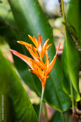 Blüten Blume exotisch südlich 