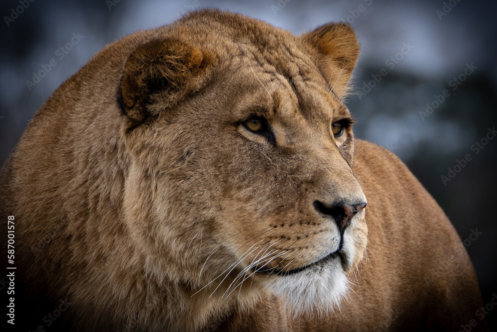 Obraz premium Lion at the Safari Park