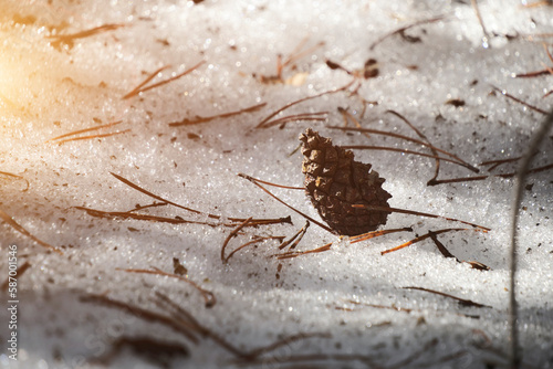 Pine cone fallen on melted  spring snow.